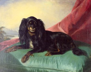 King Charles Spanieli vihreällä tyynyllä